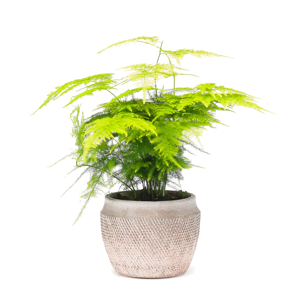 Asparagus_Fern_fuzzy_j_960x960