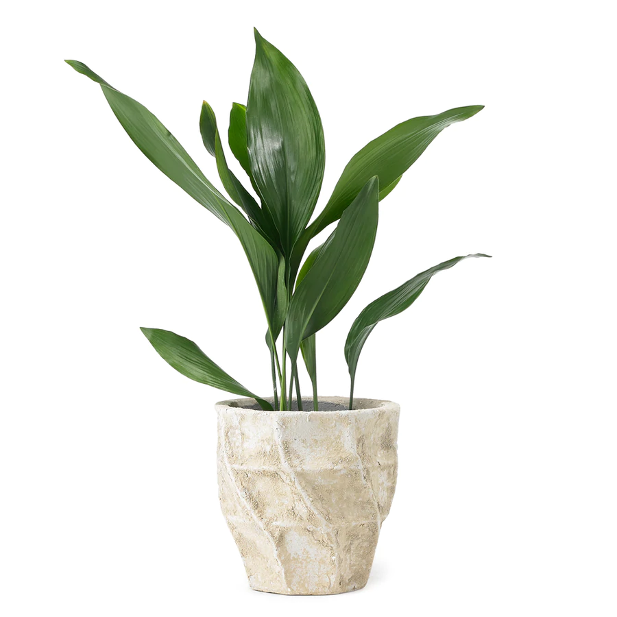Aspidistra_900x